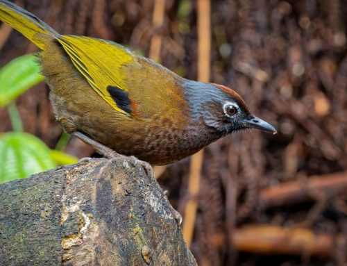 Top 25 birds of the week: Wild Birds!