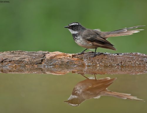 Top 25 birds of the week: November 2020