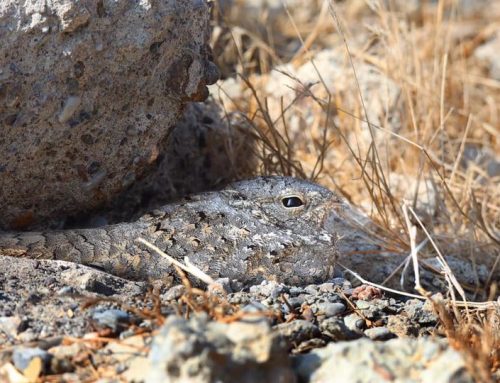Top 25 birds of the week: Bird Camouflage!