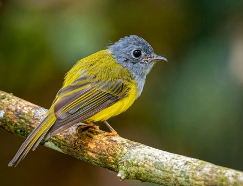Top 25 birds of the week: December 2020!