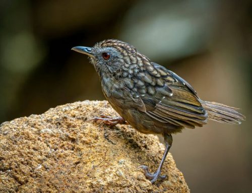 Top 25 birds of the week:  Birding!
