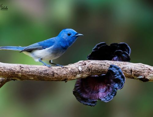 Top 25 birds of the week: January 2021!