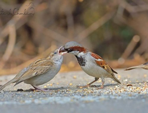 Top 25 birds of the week: Bird Interactions!