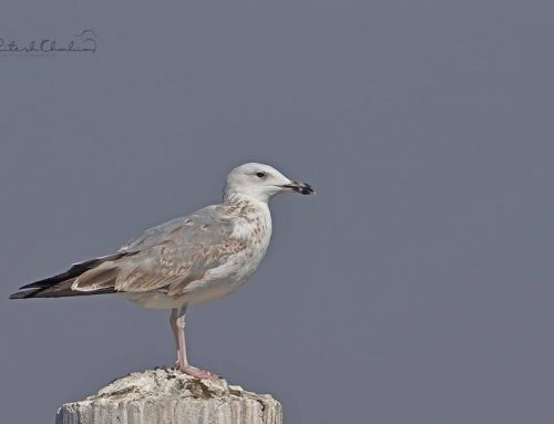 Top 25 birds of the week: Seabirds!
