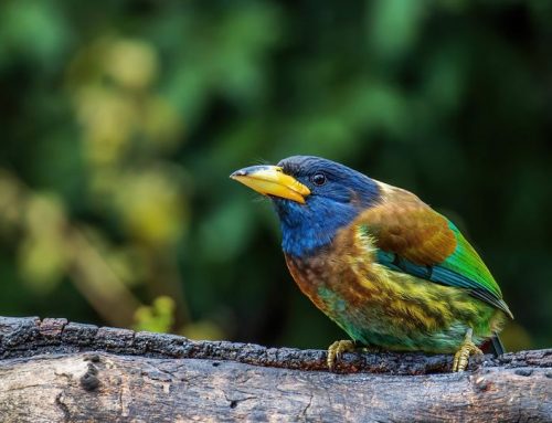 Top 25 birds of the week: Bird Colours!