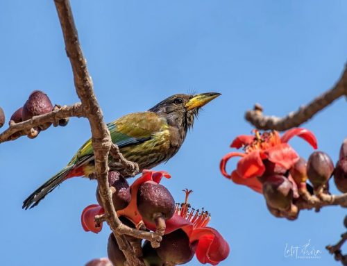 Top 25 birds of the week: March 2021!