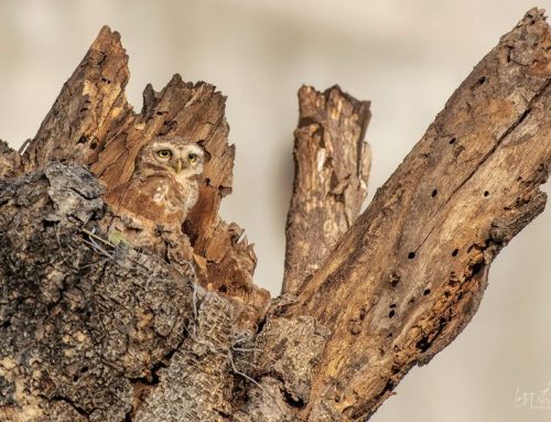 Top 25 birds of the week: Camouflage!
