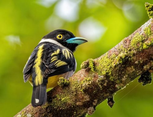 Top 25 birds of the week: June 2021!