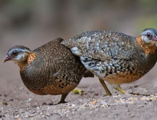 Top 25 birds of the week: Terrestrial_Birds!