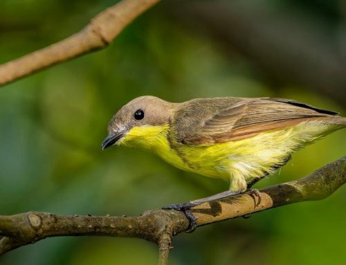 Top 25 birds of the week: Perching Birds!