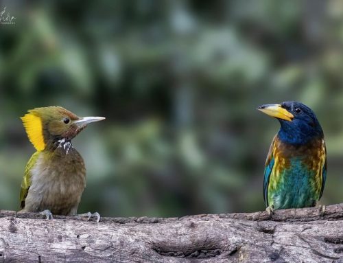 Top 25 birds of the week: Bird Interactions!