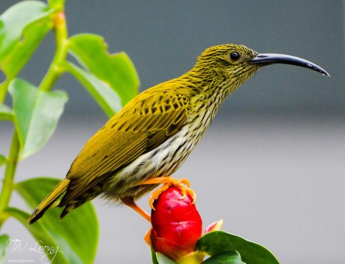 Top 25 birds of the week: July 2021!