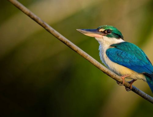 Top 25 birds of the week: Plumage!
