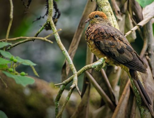 Top 25 birds of the week: WildBirds!