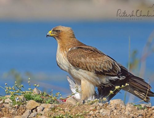 Top 25 birds of the week: Predatory Birds!