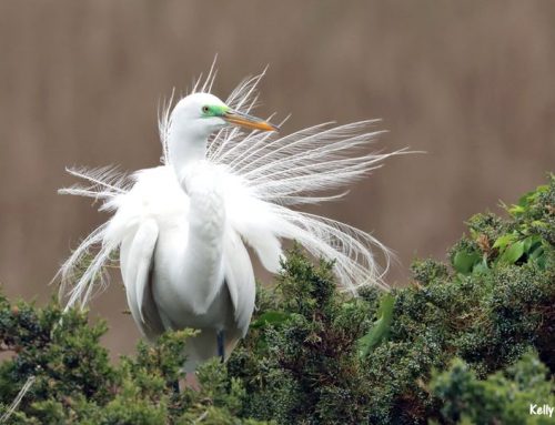 Top 25 birds of the week: Breeding!