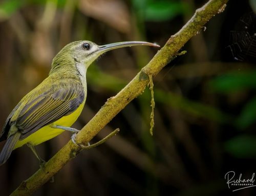 Top 25 birds of the week: November 2021!