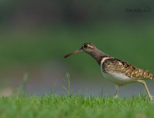 Top 25 birds of the week: Shorebirds!