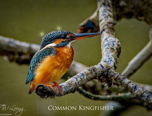 Top 25 birds of the week: January 2022!