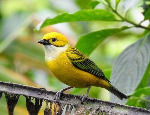 Top 25 birds of the week: Bird Colouration!