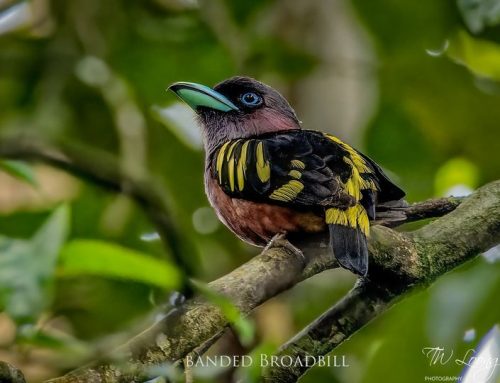 Top 25 birds of the week: Forest Birds!