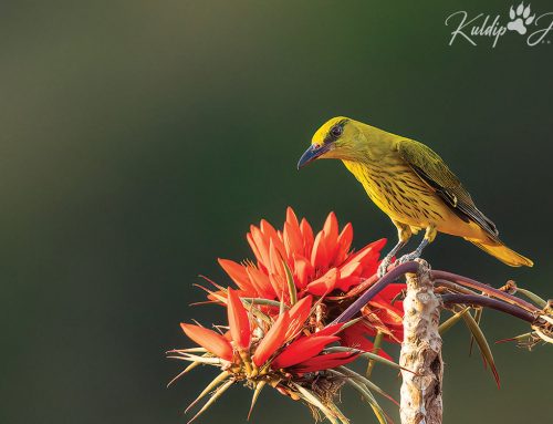 Top 25 birds of the week: Bird Habitats!