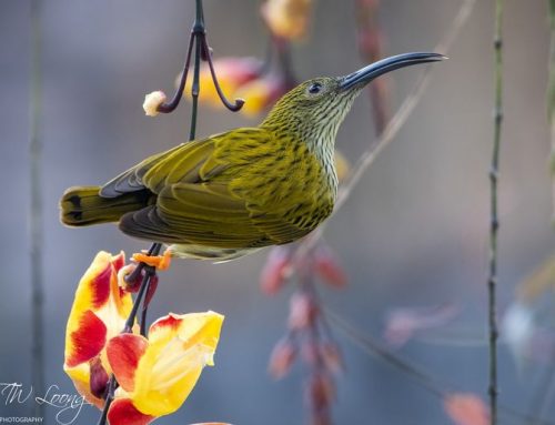 Top 25 birds of the week: Birds in Flowers!
