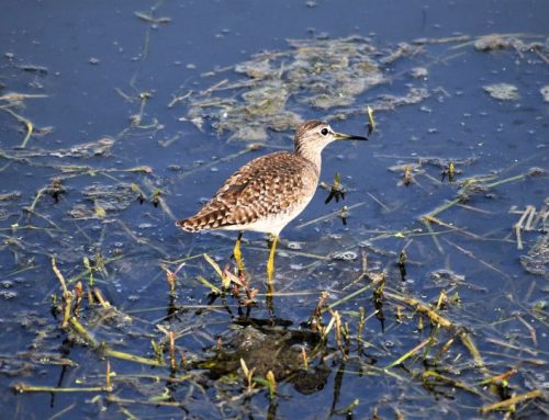 Top 25 birds of the week: April 2022!