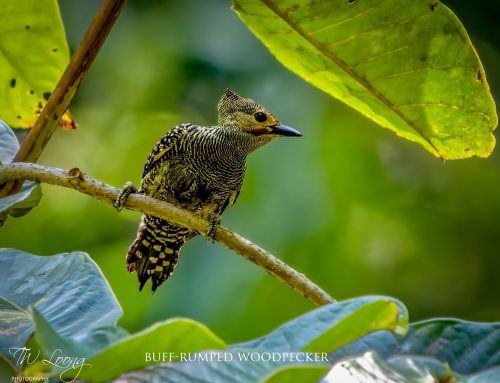 Top 25 birds of the week: Forest Birds!