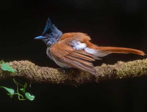 Top 25 birds of the week: May 2022!