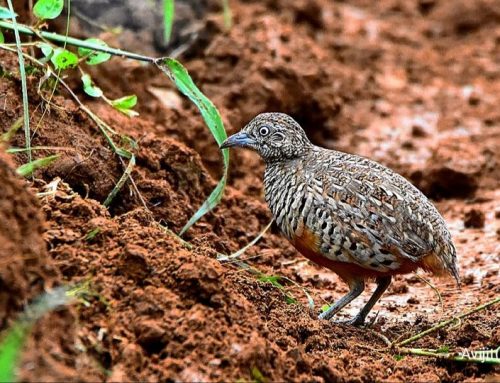 Top 25 birds of the week: Terrestrial Birds!